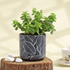 Flourishing Jade Plant in a Leaf Design Ceramic Planter Online