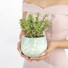Shop Forever Green Teddy And Jade Plant Combo