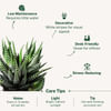 Shop Forever Yours - Haworthia Succulent With Planter
