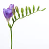 Freesia Blue Moon Online