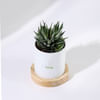 Shop Fresh Beginnings - Haworthia Succulent With Personalized Pot