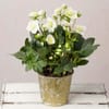 Frostbloom Hellebore Christmas Plant