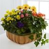 Gentle Blossoms Basket Online