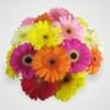 Gerbera Bunch - Mixed Online