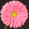 Gerbera Chipper (Bunch of 10) Online
