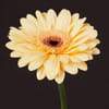 Gerbera Cream Eye (Bunch of 10) Online