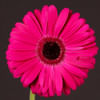 Gerbera Express (Bunch of 10) Online