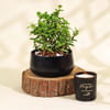 Gift-Worthy Jade Plant in a Metal Planter Online