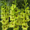 Gladiolus Miss Green (Bunch of 10) Online