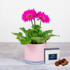 Glorious Gerbera Online