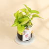 Gift Golden Aura Money Plant for Mum