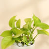 Buy Golden Aura Money Plant for Mum