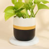 Shop Golden Aura Money Plant for Mum