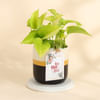 Golden Aura Money Plant for Mum Online