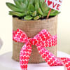 Buy Golden Glow Sedum Succulent with Vase