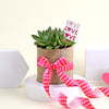 Golden Glow Sedum Succulent with Vase Online