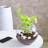 Gift Golden Money Plant in a Glass Bowl