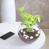 Buy Golden Money Plant in a Glass Bowl