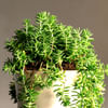 Buy Golden Sedum Plant
