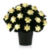 Golden Star Celebration Chocolate Bouquet Online