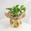 Buy Good Fortune Envelope Hamper