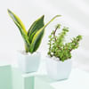 Gift Good Fortune Trio - Money, Snake And Jade Plant With Pot