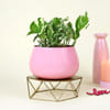 Buy Gorgeous White Pothos in Pink Planter