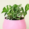 Shop Gorgeous White Pothos in Pink Planter