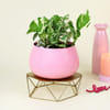 Gorgeous White Pothos in Pink Planter Online