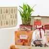 Buy Gourmet Treats with Plant Gift Hamper