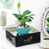 Buy Graceful Mother's Day Peace Lily Plant