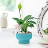 Graceful Mother's Day Peace Lily Plant Online