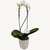 Grandiflora Orchid Online