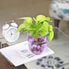 Gift Green Abundance Golden Money Plant