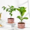 Green Elegance Plant Duo Gift Online
