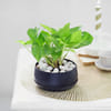 Green Money Plant with Customized metal pot