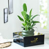 Buy Green Virtue