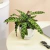 Gift Green Whispers Calathea Plant With White Vase