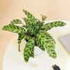 Buy Green Whispers Calathea Plant With White Vase