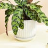 Shop Green Whispers Calathea Plant With White Vase