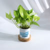 Shop Growing Thriving Living - Money Plant With Pot