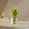 Gift Guiding Growth Two-Layer Bamboo Plant