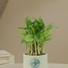 Buy Guiding Growth Two-Layer Bamboo Plant