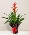 Guzmania