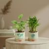 Gift Harmonious Duo Indoor Plant Set