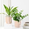 Gift Harmonious Plant Duo