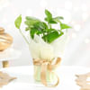 Buy Harmony And Wellness Package