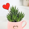 Gift Haworthia Plant With Cup Planter