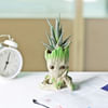 Buy Haworthia Succulent in a Groot Planter