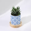 Buy Haworthia Succulent Plant